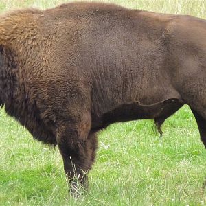 European Bison