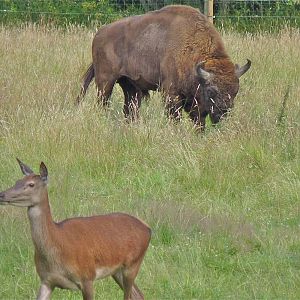 European Bison and Red Deer
