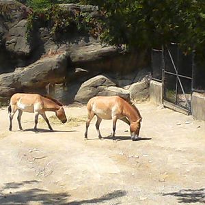 Wildlife Canyon- Przewalski's Horse