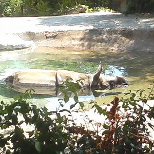 Rhino Reserve- Nikki