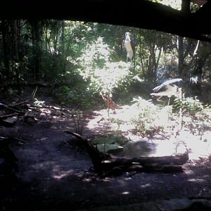 Jungle Trails- Lesser Adjutant Stork aviary