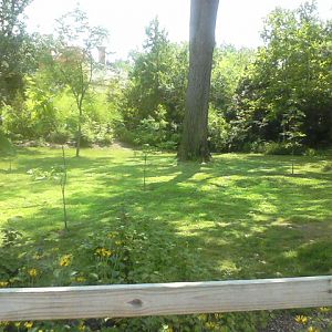 Former Vanishing Giants Okapi yard