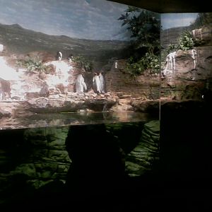 Wings of the World- Sub-antarctic Coast