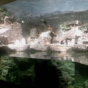 Wings of the World- Sub-antarctic Coast