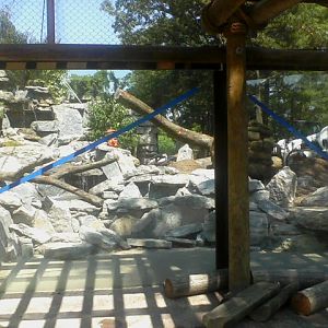 Night Hunters- Nearly Finished Cougar exhibit