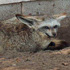 Bat-Eared Fox - 23/07/2011