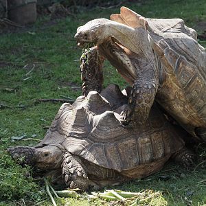 Tortoise **** - 23/07/2011