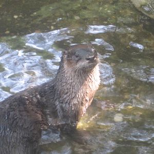 River Otter