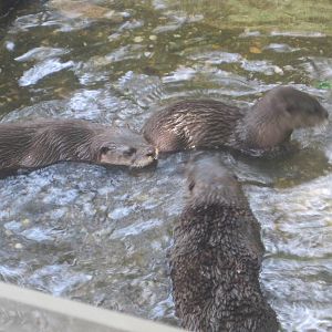 River Otter Family