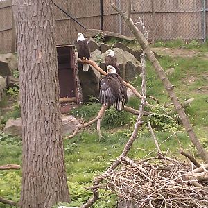 Bald Eagles