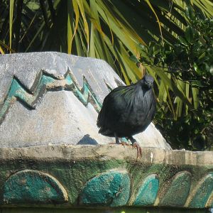 Nicobar Pigeon