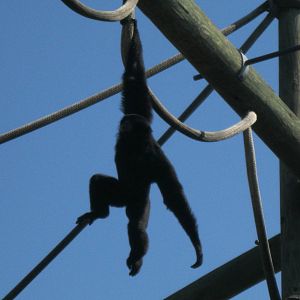 Siamang Swinging