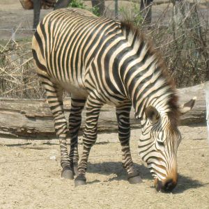 Hartmann's Mountain Zebra