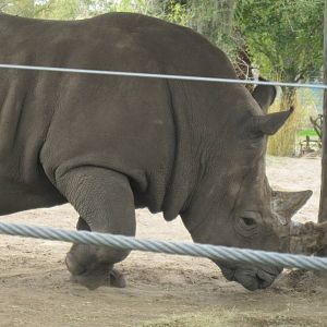 Up Close with a Rhino