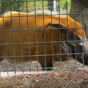 Red River Hog