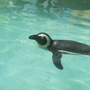 African Penguin