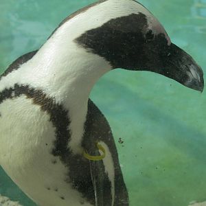 Beak to Nose With a Penguin