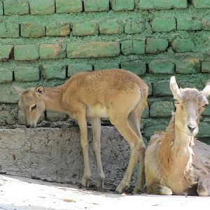 female and baby alborz wild sheep (tehran zoo)