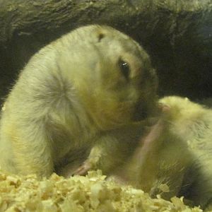 Yellow Ground Squirrel (tehran zoo)