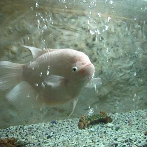 Osphronemus goramy(tehran zoo)