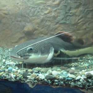 Red-tailed Catfish -Phractocephalus hemioliopterus(tehran zoo)