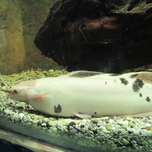 Common Walking Catfish(tehran zoo)