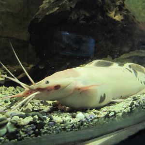 Common Walking Catfish(tehran zoo)