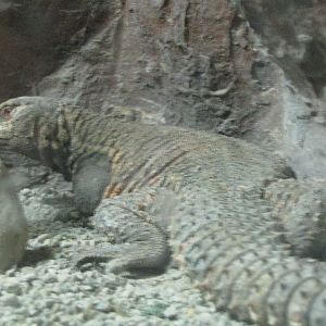 uromastyx aegyptius(tehran zoo)