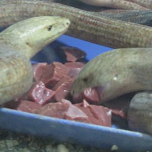 pseudopus apodus-glass lizard(tehran zoo)