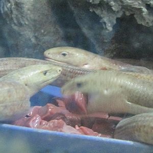 pseudopus apodus-glass lizard(tehran zoo)
