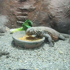 uromastyx aegyptius(tehran zoo)