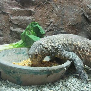 uromastyx aegyptius(tehran zoo)