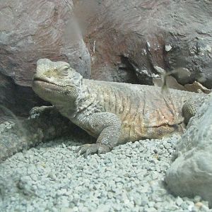 uromastyx aegyptius(tehran zoo)