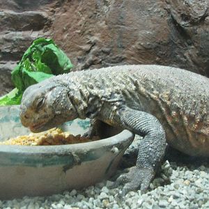uromastyx aegyptius(tehran zoo)