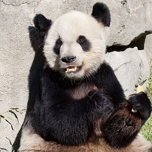 Giant Panda