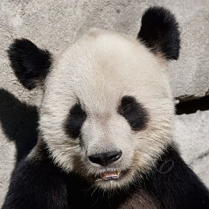 Giant Panda