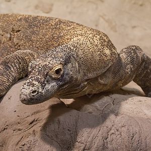 Komodo Dragon