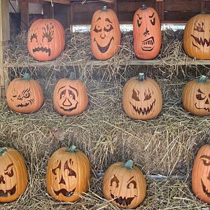 Carved Pumpkins for Halloween