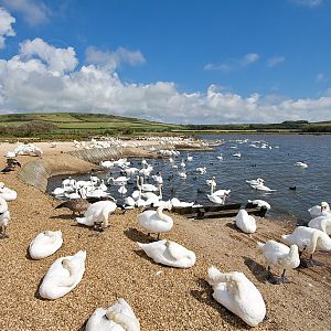 Abbotsbury Swannery