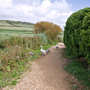 Abbotsbury Swannery