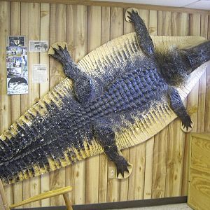 Alligator Skin at Boggy Creek