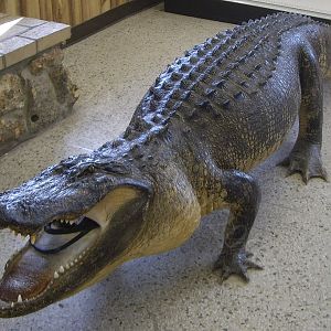 Stuffed Alligator at Boggy Creek