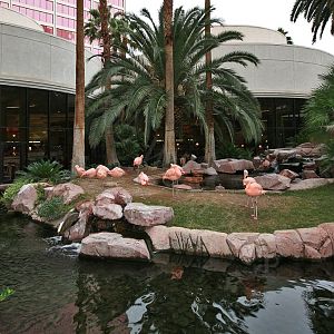 Wildlife Habitat at Flamingo Hotel and Casino