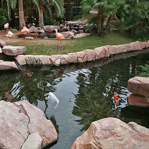Wildlife Habitat at Flamingo Hotel and Casino