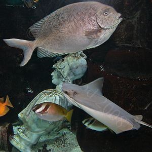 Aquarium Caesars Palace Hotel and Casino