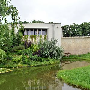 Gorillas and Chimpanzees House