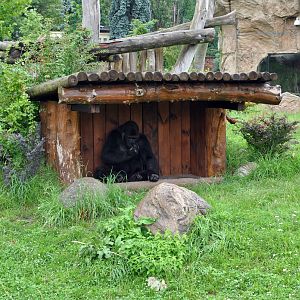 Gorillas exhibit - Azizi