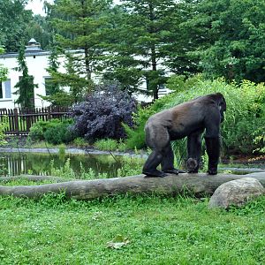 Gorillas exhibit - Azizi