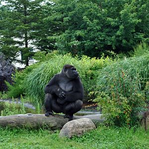 Gorillas exhibit - Azizi