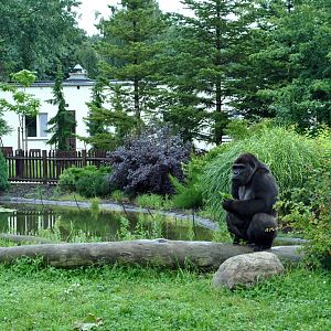 Gorillas exhibit - Azizi